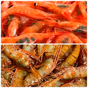 【冷凍便】-60℃で超鮮度抜群！ボタンエビ&甘エビ食べ比べセット！！