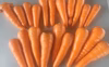 規格外・少しワケあり人参(化学農薬・化学肥料不使用)