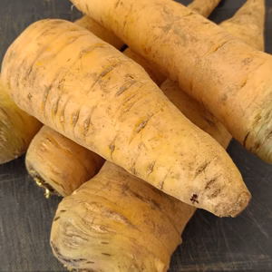 自然栽培黄色人参(個性的)2.5kg～土付き