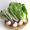 産地直送 農薬不使用 西洋カブ ターニップ 5個+ロメインレタス1個　お買い得