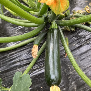 【お野菜セット】これ食べて〜のオススメ品！
