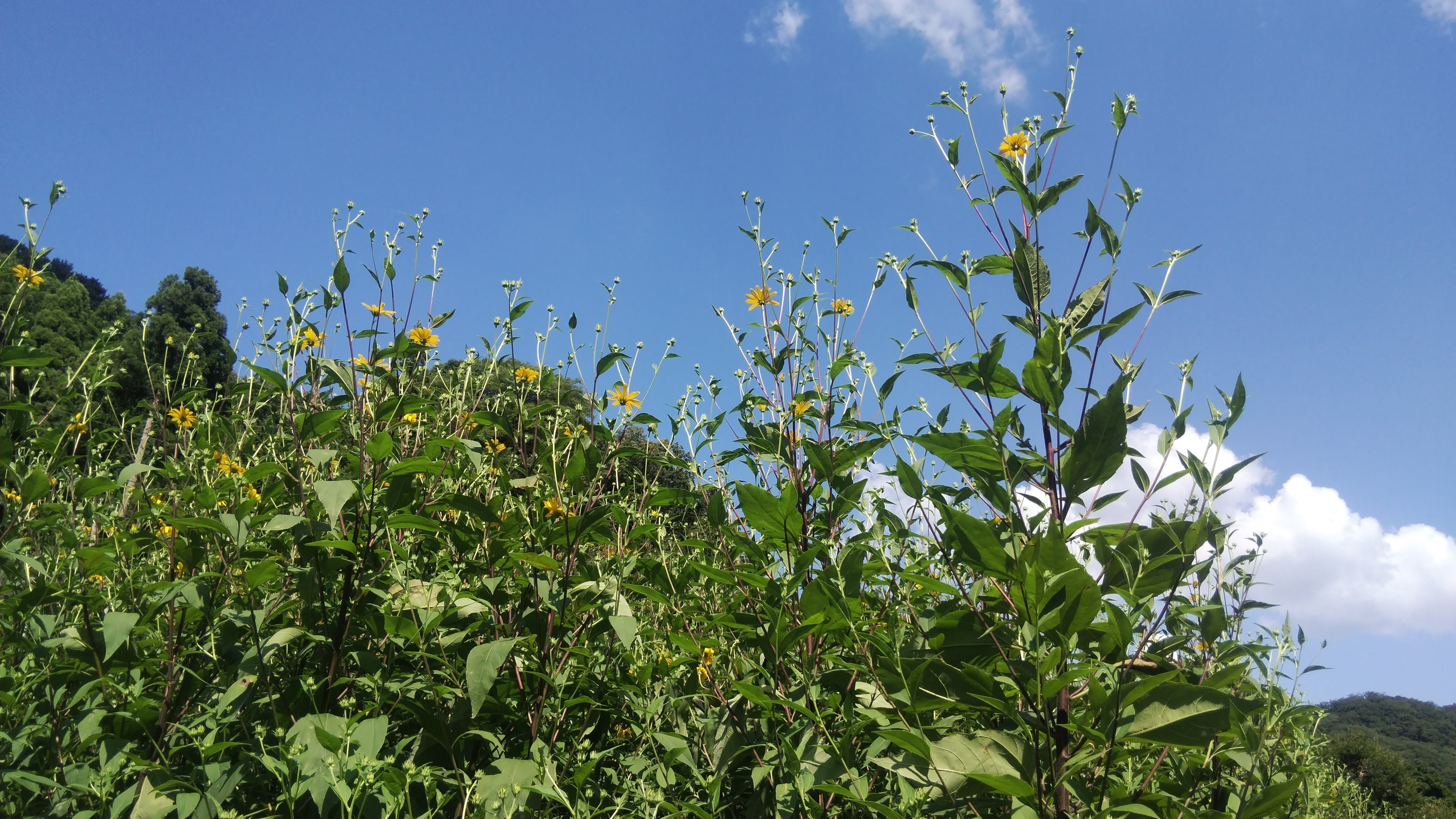 お得ななめらか紫菊芋パウダー90g（農薬化学肥料不使用）｜加工食品の