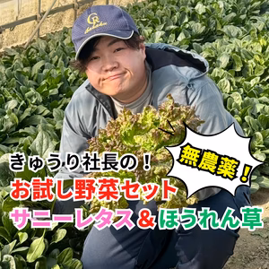 無農薬野菜セット／朝どれ【サニーレタス4袋＆ほうれん草8袋セット】常温配送