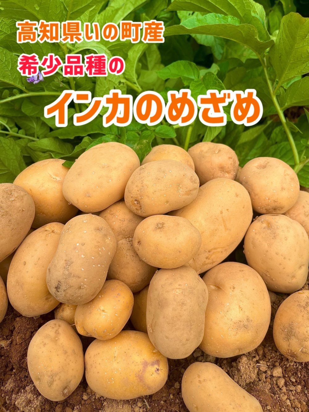 lapis様専用・インカのめざめ10㎏｜じゃがいもの商品詳細｜ポケット
