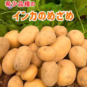 希少品種のホクホク甘い新じゃがいも・インカのめざめ３㎏