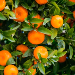 \10キロご注文のお客様はこちら/ せとか《10キロご家庭用》