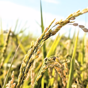 【未精米】令和7年新米ヒラヤマファームの米（5kg）