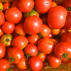 猛暑よサヨナラ！ナス2ｋ＊真っ赤なトマト2ｋ～農薬/化学肥料・不使用