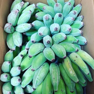 【送料無料】アップルバナナ中心セット｜沖縄県南城市産（無農薬・無化学肥料）
