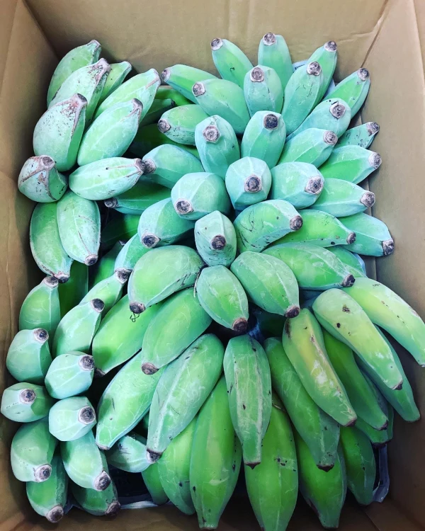 【送料無料】沖縄県南城市産アップルバナナ中心セット（無農薬・無化学肥料）
