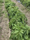 新ジャガイモ3種種盛り(キタアカリ、メークイン、ノーザンルビー)