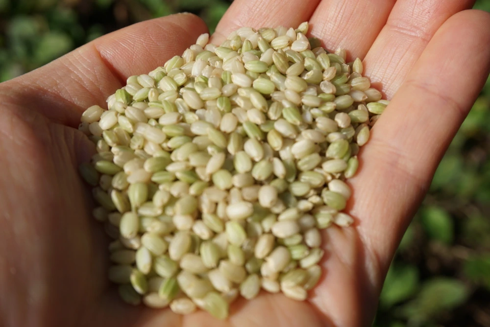 もち米　古代米　緑米　農薬不使用　有機肥料使用　有機ＪＡＳ