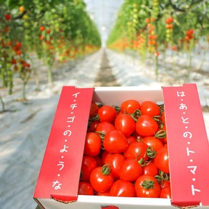 送料変わらず２箱☆イチゴのようなハート型のトマト‼️形も味も魅力的☆トマトベリー