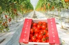 イチゴのようなハート型のトマト‼️形も味も魅力的☆トマトベリー
