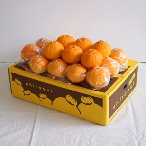 蔵出し不知火5kg。ぎゅーっと濃厚な味わい！