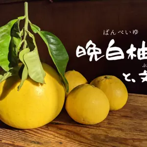 まるかん農園の【晩白柚】と【文旦】訳ありセット！約３kg