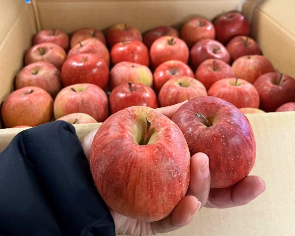 《中訳あり》超小玉!! サンふじ 10キロ ６０玉 長野県産 