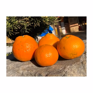食べやすい【訳あり伊予柑】いよかん　5kg