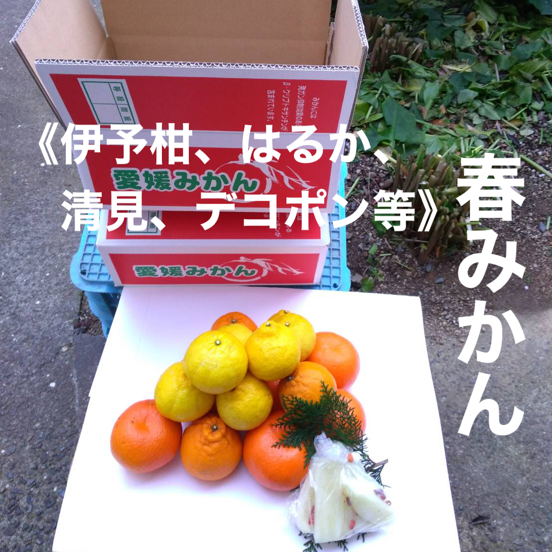 春みかん おまかせ詰合せ 箱込4kg 家庭用 大根お漬物付き 農家漁師から産地直送の通販 ポケットマルシェ