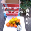 春みかん おまかせ詰合せ（箱込4kg 家庭用）大根お漬物付き
