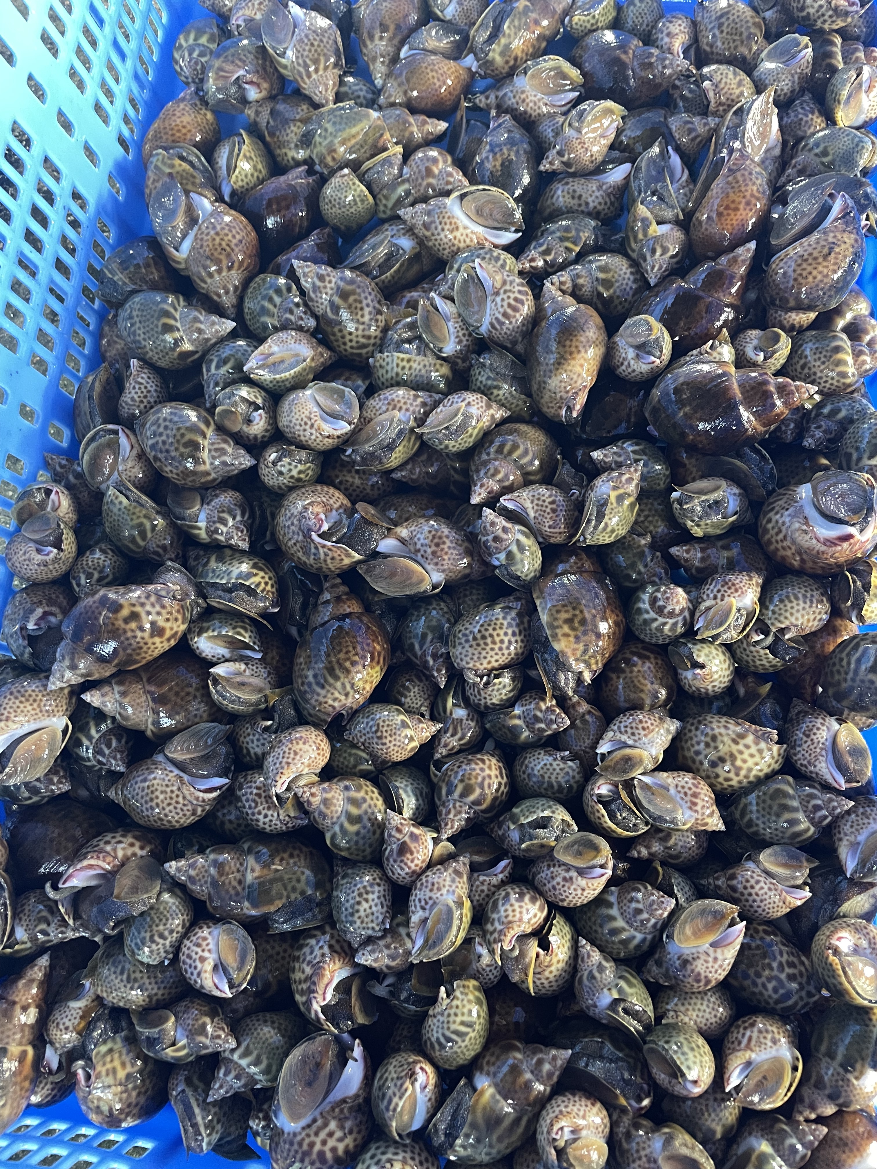 バイ貝の通販・お取り寄せ商品｜魚介類｜ポケットマルシェ｜産地