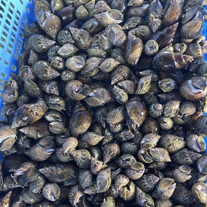 豊前海産　黒バイ貝　