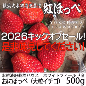 【2026キックオフセール】べにほっぺ30ｇ以上の大粒をたっぷり500g