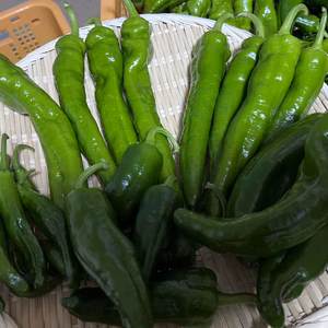 甘長とうがらし各種食べ比べセット「福耳」「あまとう」「サクッ「ジャンボししとう」