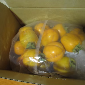 西条柿(合わせ柿）自家用　　 5ｋサイズ色々少々傷汚有