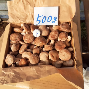 一口サイズ❣Ｓサイズ椎茸(菌床)　コンパクト箱に入るだけ!