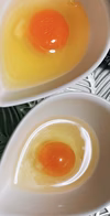 のびのび平飼い　烏骨鶏のたまご