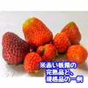 【予約２】夏秋いちご規格外品　内容量約１．５キロ【数量限定】