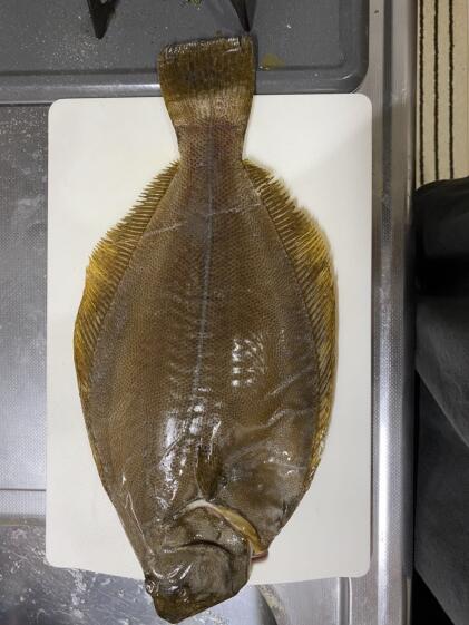 刺身用ひらめ柵身 エンガワ付きの皮なし半身 2 河内369式養殖 ヒラメ 農家漁師から産地直送の通販 ポケットマルシェ