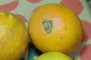 【減農薬栽培】ブスなバレンシアオレンジ 1.5kg送料全国520円
