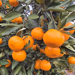 紅みかん　大玉