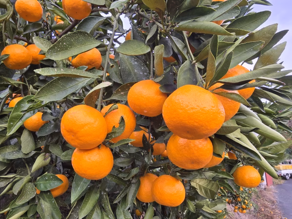 紅みかん　大玉