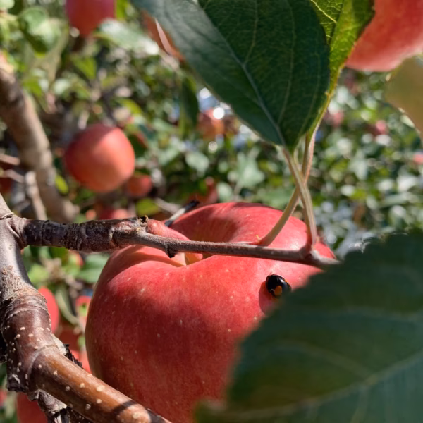 サンふじ食べたーい♪家庭用※農カード付［3キロ～5キロ］