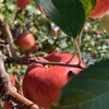青森県産サンふじ