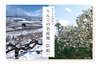 12月発送【ギフト用】おまかせ旬りんご詰め合わせ