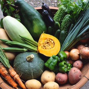 土佐、香北町の固定種の野菜セット、クール便　農薬、化学肥料不使用