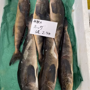 本日水揚げ‼️大人気‼️活〆ホッケ　6尾