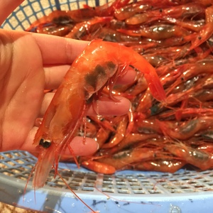 新鮮！子持ち甘エビ（冷蔵）１kg