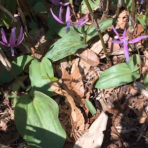 天然カタクリ　貴重な山菜