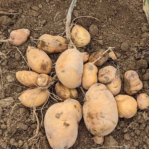 ジャガイモ　～　畑で完熟させた　インカのめざめ