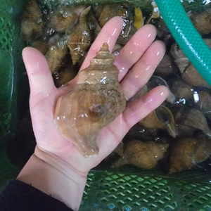 食べ応え抜群【龍神丸のタコツブ(大)3Lサイズ】1キロ(6個～7個入り)