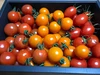【コロナに負けない。応援価格】ミニトマト・中玉トマトの詰め合わせ １kg