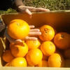 【甘夏みかん】 自然循環栽培♪　とってもジューシ～✨