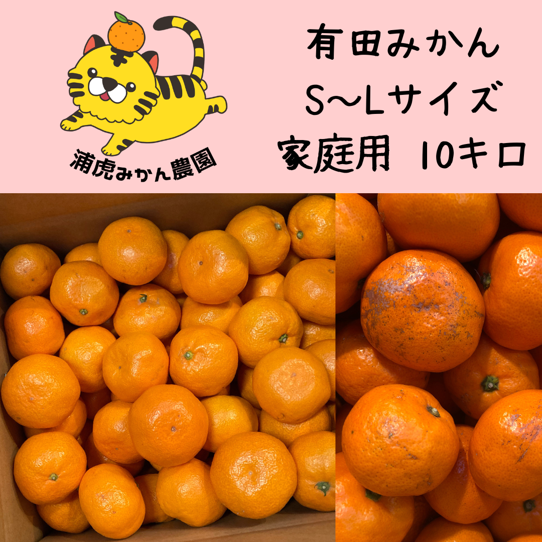 愛情たっぷりで育った有田みかん★温州みかん 家庭用 S・M・Lサイズ 約10キロ ④ 温州みかん S〜Lサイズ混合 家庭用 約10kg