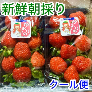 【クール便】220ｇ×2P 新鮮朝採りいちご