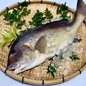 【本日発送】送料無料！血合いが綺麗な白身魚「コロダイ」（2.5kg）　